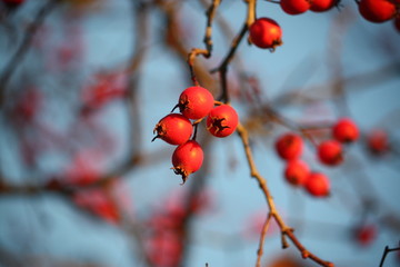 Howthorn red berries