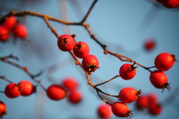 Howthorn red berries