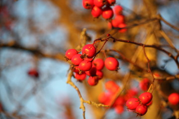 Howthorn red berries