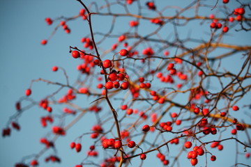 Howthorn red berries