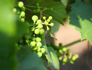Green grape outdoors
