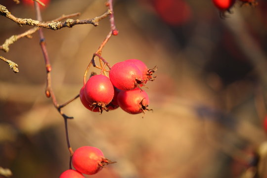 Howthorn red berries