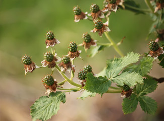Blackberry shrub, unripe blackberries