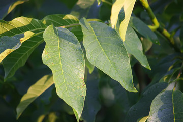 Green walnut leaves