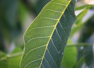 Green walnut leaves