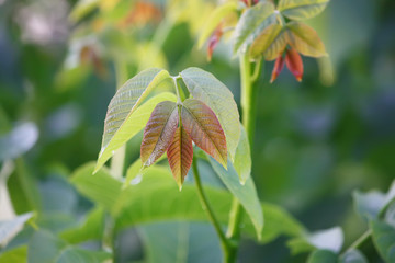 Green walnut leaves