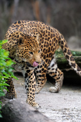 Fototapeta na wymiar Leopard on nature