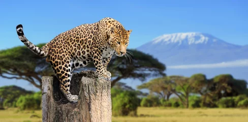 Fototapeten Leopard sitzt auf einem Baum © byrdyak