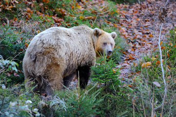 Brown bear (Ursus arctos) in nature