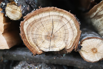 Chopped firewood on a stack