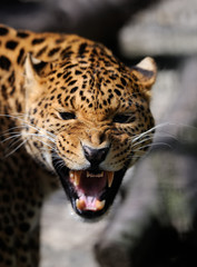 Fototapeta na wymiar Leopard on dark background