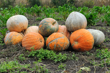 Fototapeta premium Large pumpkin farm