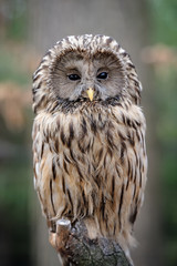 Owl sitting on a branch