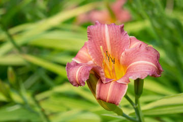 Fototapeta premium lily flower