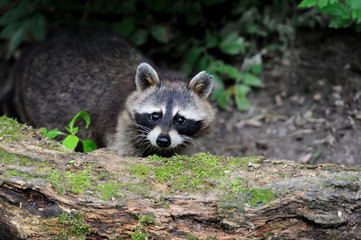 Raccoon in the forest