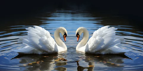 Acrylic prints Swan Swan in the lake