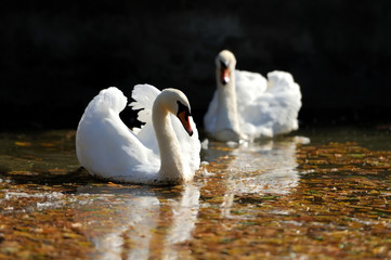 Swan in the lake © byrdyak