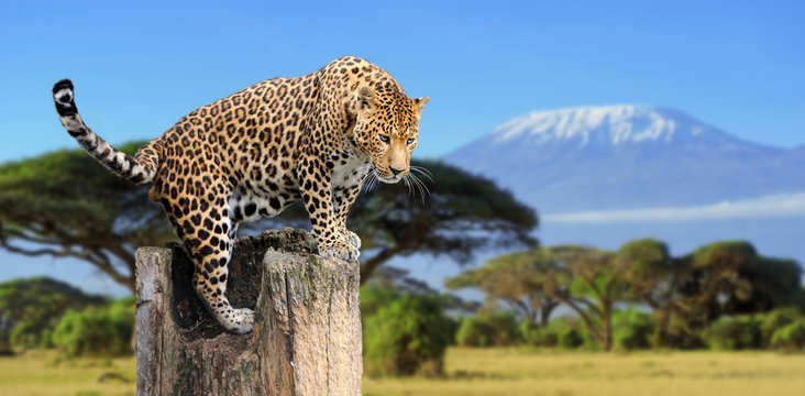 Leopard Sitting On A Tree