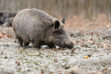 Wild boar in autumn forest