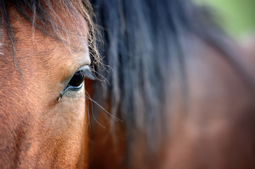 Fototapeta premium Oko arabskiego konia zatoki