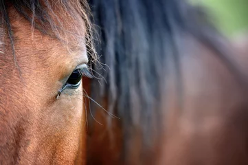 Gordijnen Eye of arabian bay horse © byrdyak