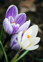 Crocus flowers outdoors