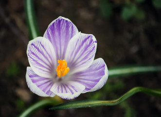 Obraz premium Crocus flowers outdoors