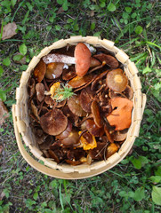 Forest mushrooms in the basket