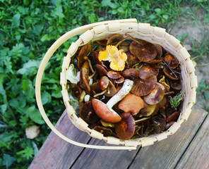 Forest mushrooms in the basket