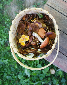 Forest mushrooms in the basket