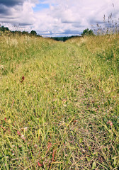 Green grass field in the park