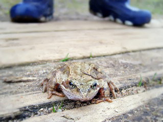 Green frog 