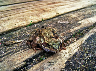 Green frog outdoors