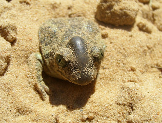 Fototapeta na wymiar Frog in a sand