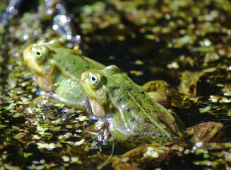 Green frogs in the pond