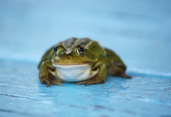 Green frog outdoors
