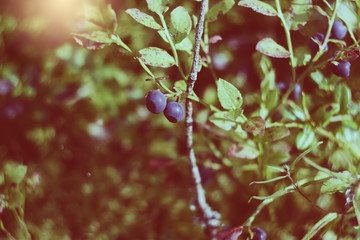 Blueberry in the forest