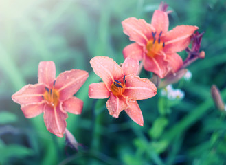 Orange lily flowers