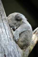 Cute Australian Koala (Phascolarctos cinereus) sleeping in a gum tree. Australia’s iconic marsupial mammal. © KHBlack