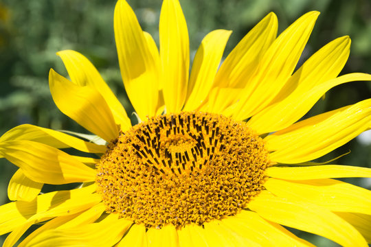 Sunflower close up on sunflower field.