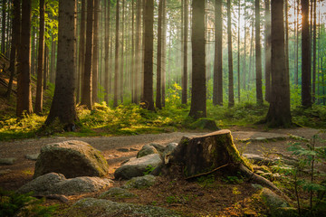Beautiful rays of morning sunlight in green forest. - Powered by Adobe
