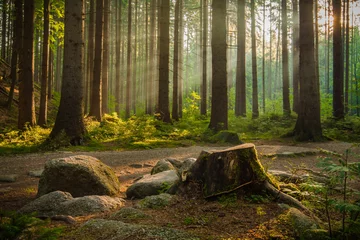 Poster Schöne Strahlen der Morgensonne im grünen Wald. © cegli