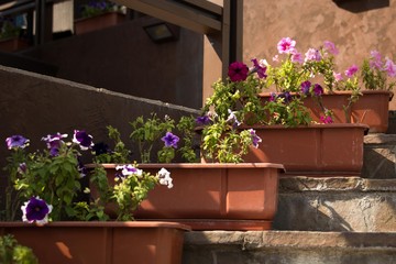 autumn flowers in pots  on the stairs
