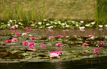 Lilies in the lake