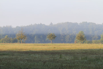 Fototapeta na wymiar Morgennebel über dem Feld