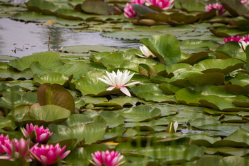 Lilies in the lake