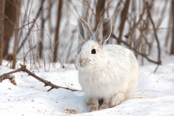 Snowshoe hare or Varying hare (Lepus americanus) standing in a snowy meadow in winter in Canada
