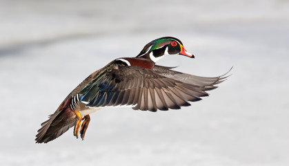Wood duck male (Aix sponsa) with colourful wings taking flight over the winter snow in Ottawa, Canada
