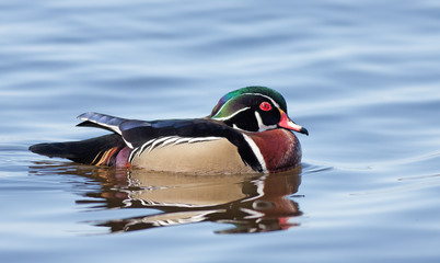 Wood duck (Aix sponsa) swimming on Ottawa river in Canada
