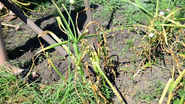 child digs with a shovel garlic from ground